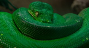 green tree python